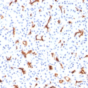 CFTR (Cystic Fibrosis Transmembrane Conductance Regulator); Clone CFTR/1785 (Concentrate)